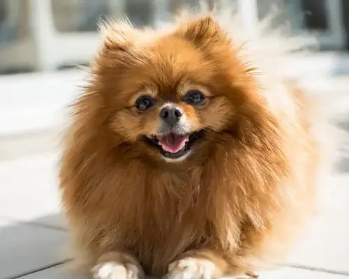 Dogs puppies and dogs