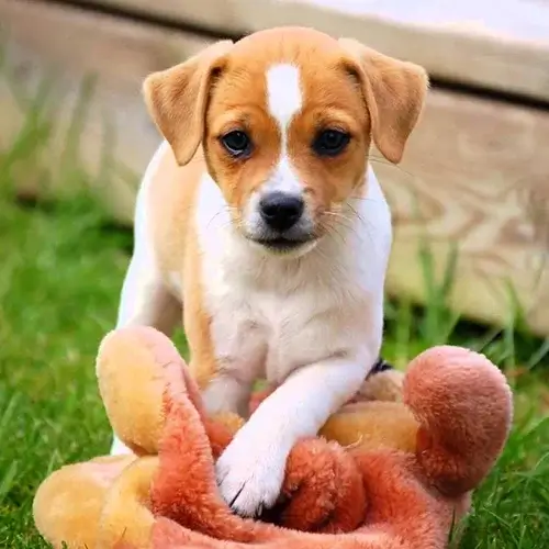 Danish-Swedish Farm puppies for sale