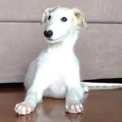 Borzoi puppies for sale