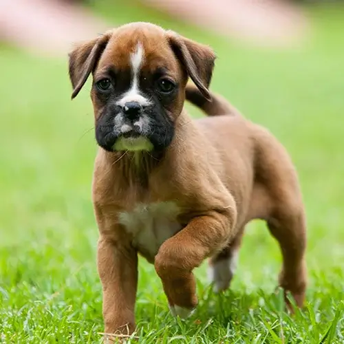 Boxer puppies for sale