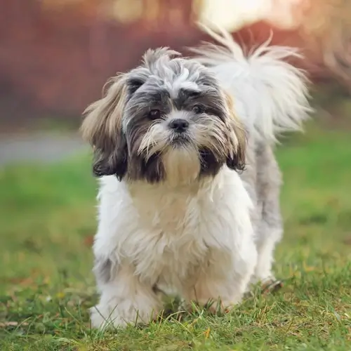 Small Breed puppies